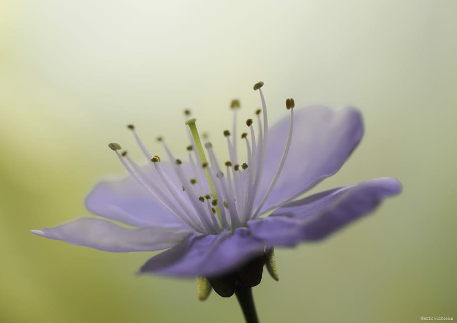 Blossom, selective focus photo of white petaled flower, macro HD wallpaper