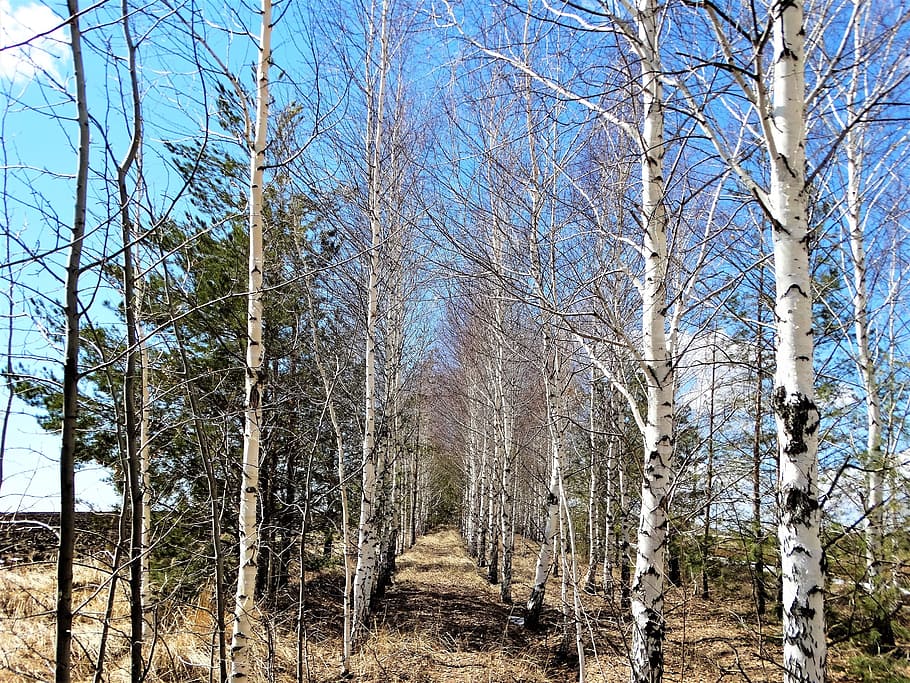 Spring, Birch, Russia, Forest, prolesok, tree, trees, living nature HD wallpaper