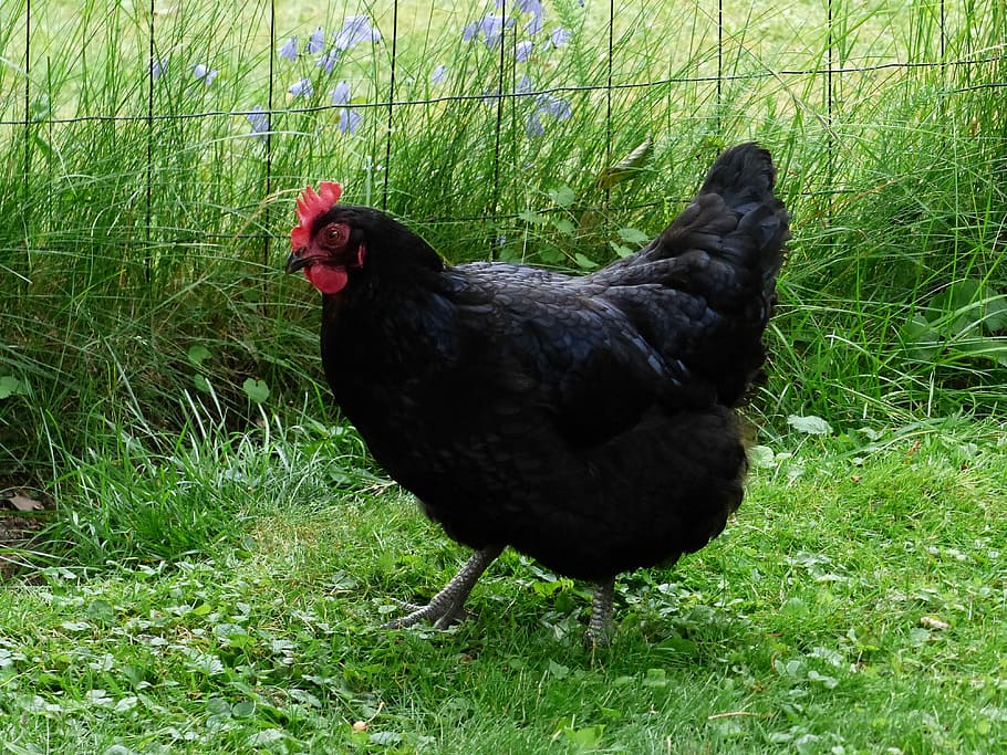 hen, black, grass, summer, garden, bird, animal themes, vertebrate HD wallpaper