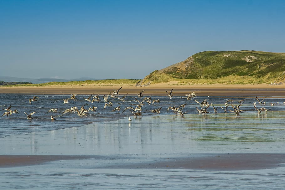 coast, gulls, low tide, ocean, england, water, animal, animal wildlife HD wallpaper