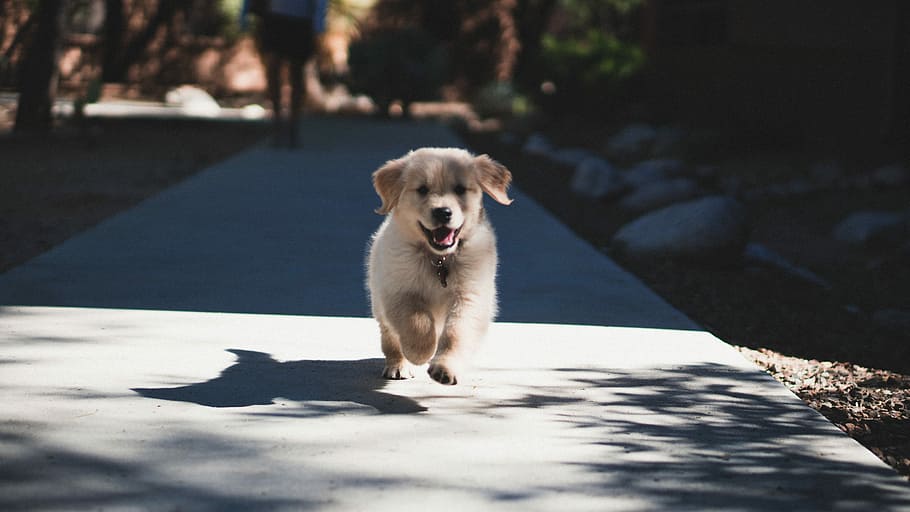 short-coated beige puppy, light golden retriever puppy running on road at daytime HD wallpaper