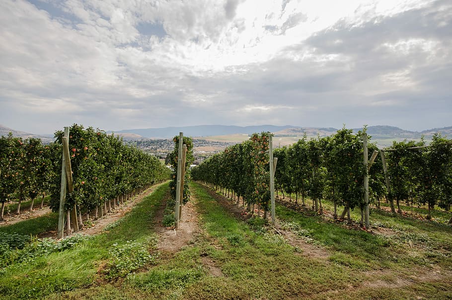Skyline, Scenery, Orchard, Vineyard, tree, landscape, cloud - sky HD wallpaper