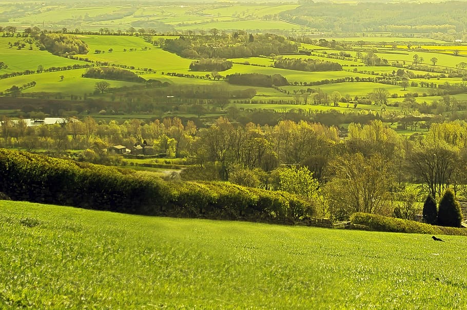 landscape, fences, spring, summer, england, north yorkshire HD wallpaper