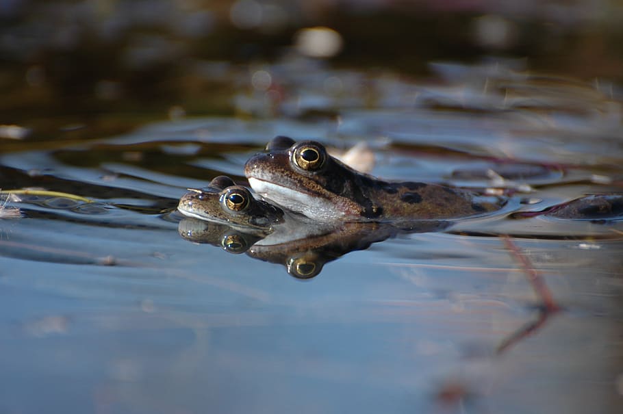 nature, toad, pond, animals, frog, amphibian, water, couple HD wallpaper