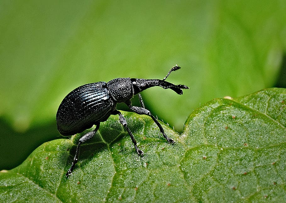 close-up photo of black weevil on green leaf, the beetle, macro, HD wallpaper