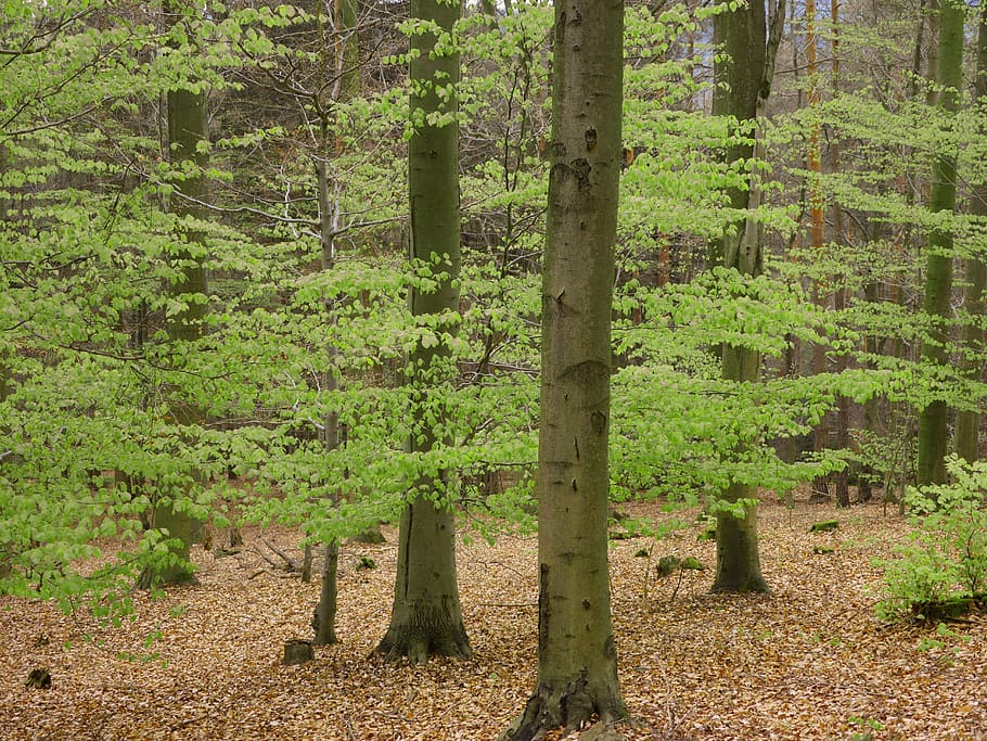 Book, Palatinate Forest, Spring, mixed forest, hiking, germany HD wallpaper