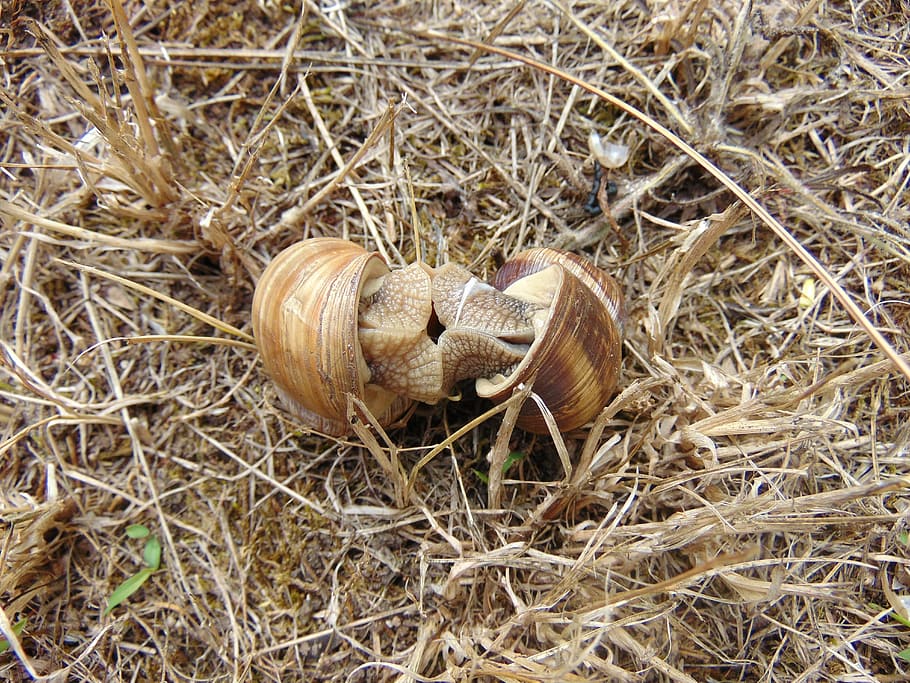 snails, mating, grass, high angle view, land, day, plant, no people HD wallpaper