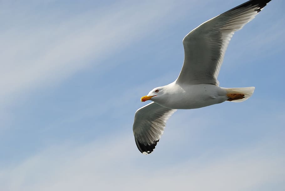 seagull, fly, sky, bird, animals in the wild, animal wildlife HD wallpaper
