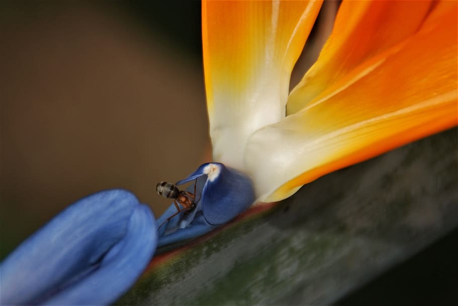 flower, bird of paradise, ant, orange, blue, macro, insect