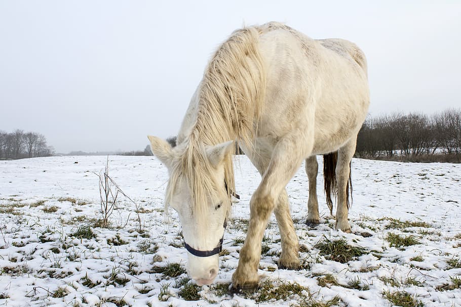 winter, horse, white, grasses, snow, cold temperature, animal themes HD wallpaper