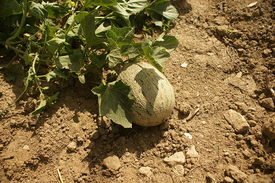 Melon, Orchard, Plant, agriculture, nature, rural scene, day HD wallpaper