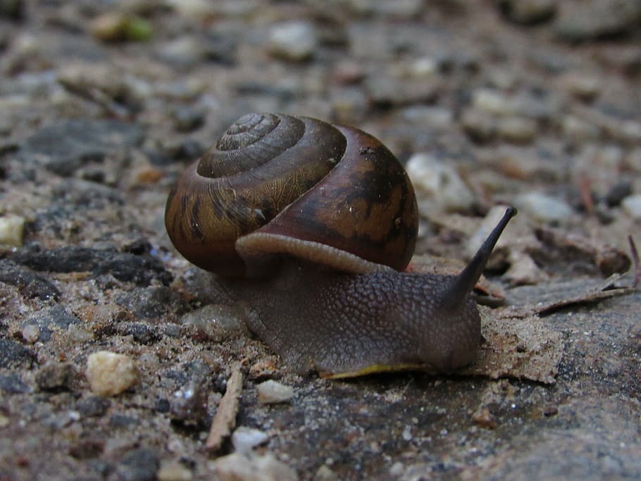 snail, earth, nature, shell, natural, animal, life, brown, spiral HD wallpaper