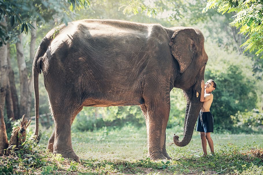 boy wearing black shorts standing and holding gray elephant's nose on green grass field during daytime