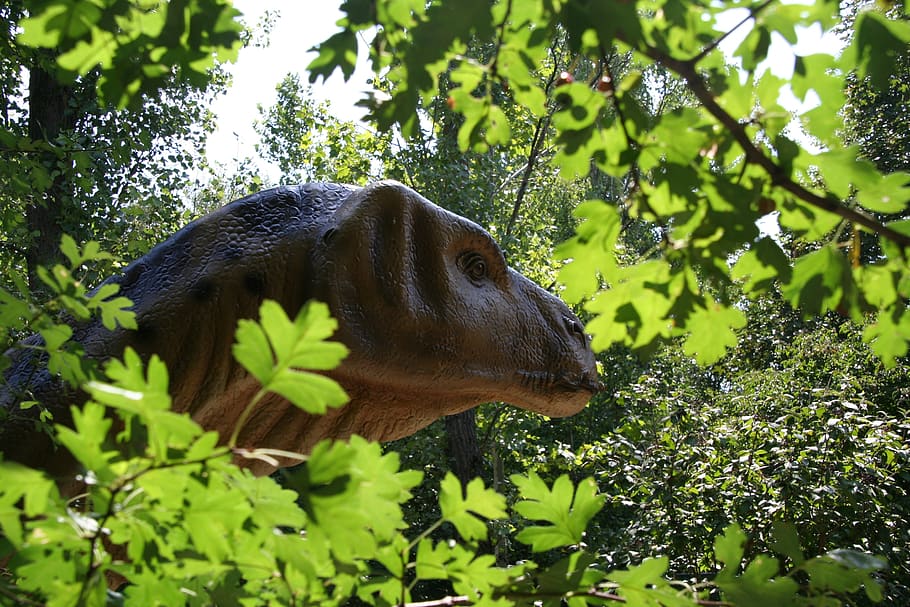 nature, wood, tree, leaf, plant, one animal, animal themes HD wallpaper