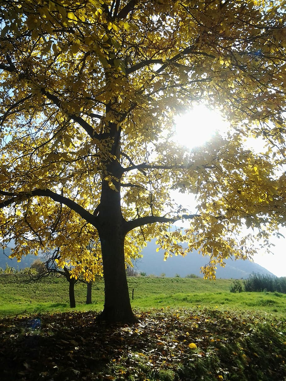 autumn, tree, fall color, plant, beauty in nature, tranquility HD wallpaper