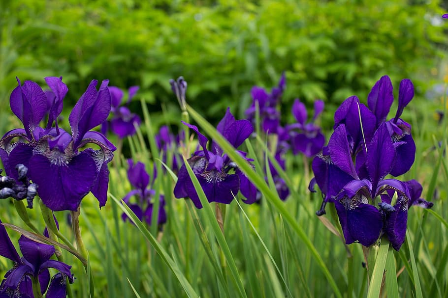 iris, flowers, garden, violet, flowering plant, growth, purple HD wallpaper