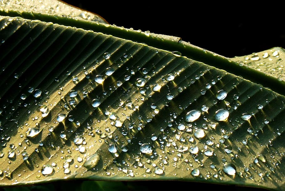 banana tree, garden, leaf, drop, nature, macro, freshness, close-up HD wallpaper