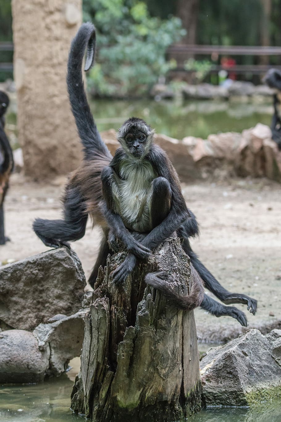 primate sitting on rock, monkey, fur, tree, tree stump, water HD wallpaper