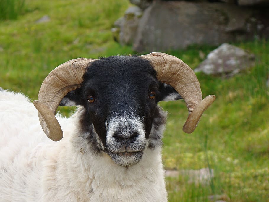 closeup photo of white and black goat, sheep, bock, horns, rotated, HD wallpaper