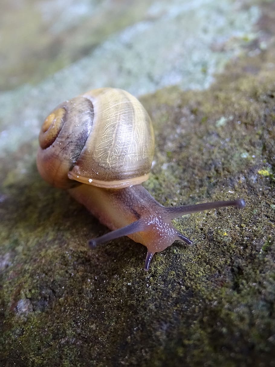 snail, rock, shell, animal, stone, slimy, nature, mollusk, crawling HD wallpaper