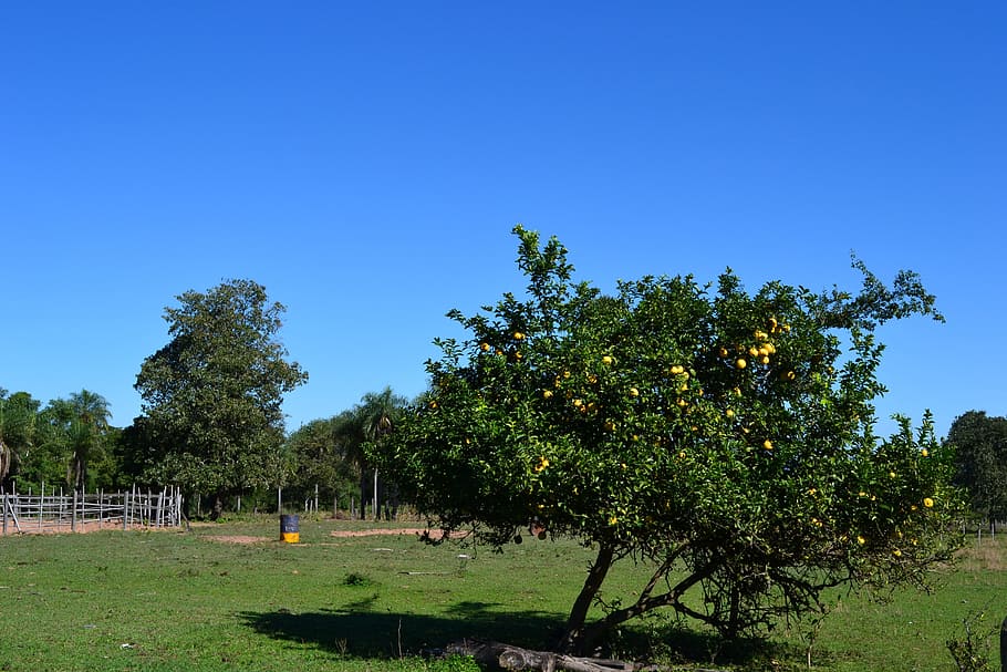 Sky, Blue, Nature, Landscape, Rest, lemon tree, meadow, light HD wallpaper