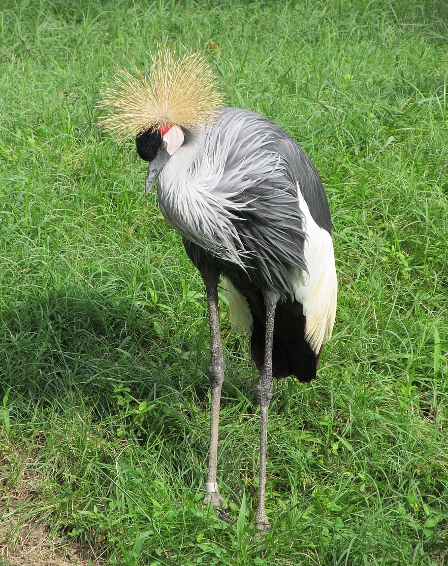 Crowned Crane, Close Up, Bird, red, white, black, wildlife HD wallpaper