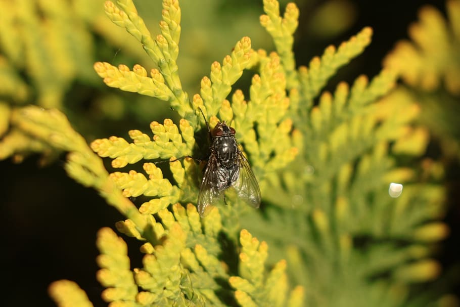 fly, house fly, insect, nature, closeup, animal wildlife, animals in the wild HD wallpaper