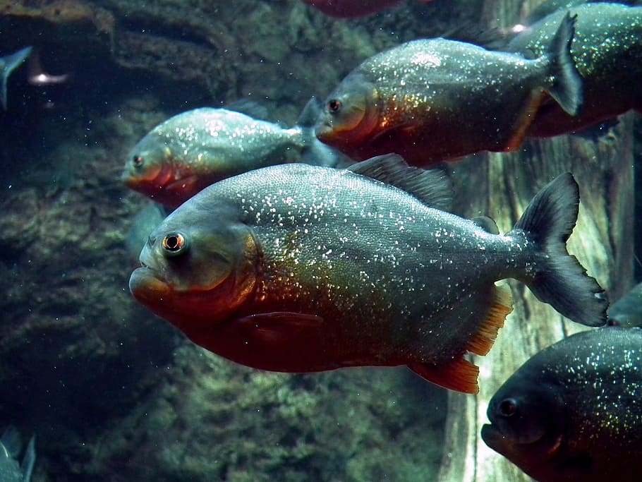 red belly piranha fish tank