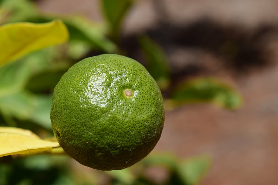 orange, orange tree, fruits, nature, citrus fruit, healthy HD wallpaper