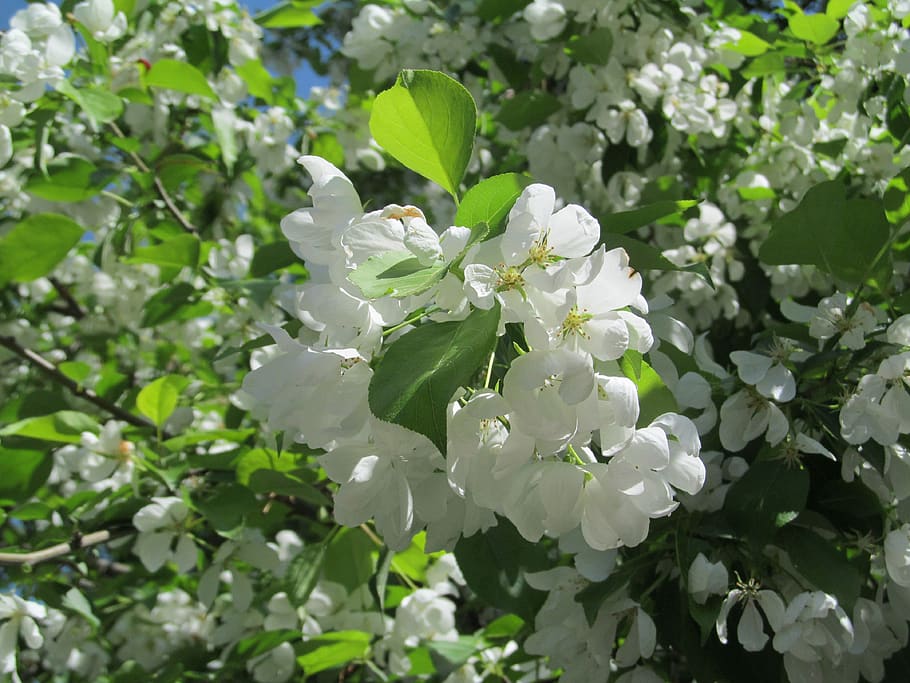 apple tree, blooming apple tree, nature, garden, spring, may HD wallpaper