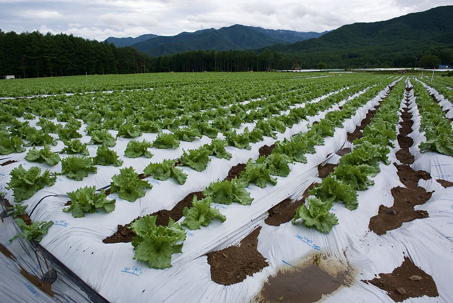 lettuce, field, village, agriculture, landscape, plant, environment HD wallpaper