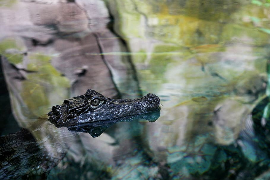 crocodile, water, reflection, nature, animal themes, animals in the wild HD wallpaper