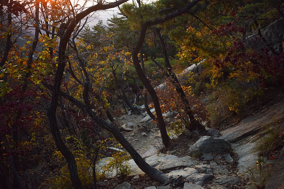 tree, plant, rock, nature, autumn, fall, landscape, beauty in nature HD wallpaper