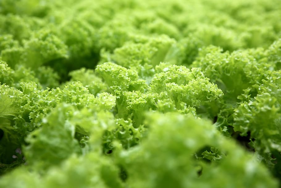 green lettuce, greenery, fresh, food, healthy, vegetables, nature HD wallpaper