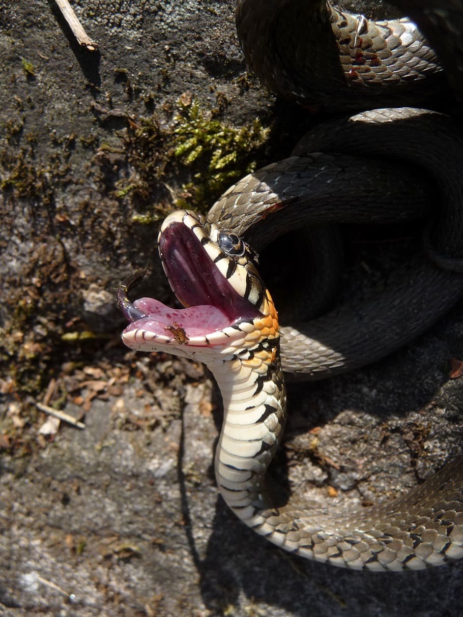 snake, snooping, summer, tongue, bite, mouth, danger, one animal