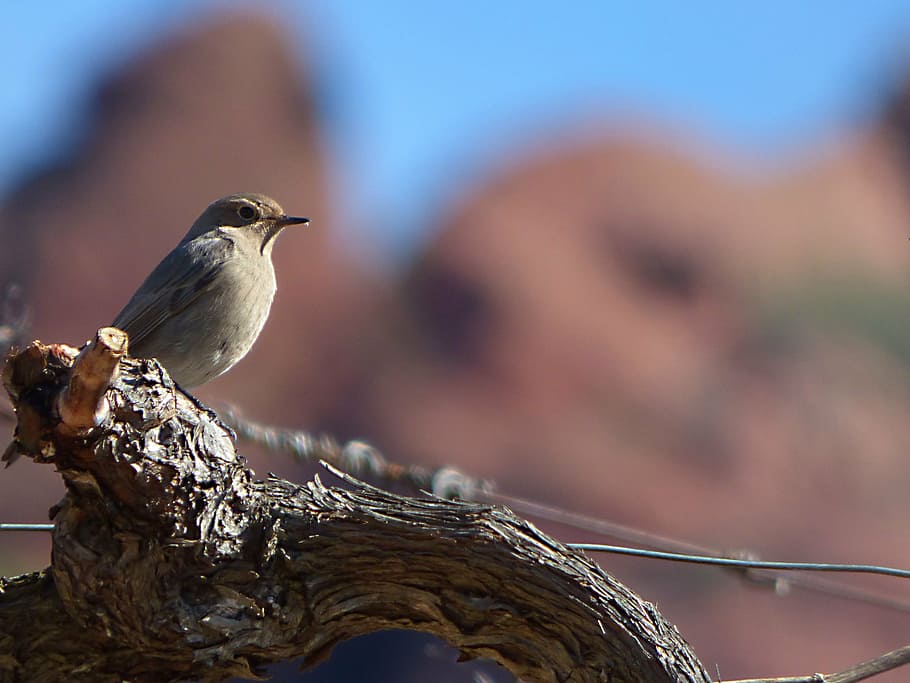 black redstart, vineyard, bird, priorat, smoked cotxa, phoenicurus ochruros HD wallpaper
