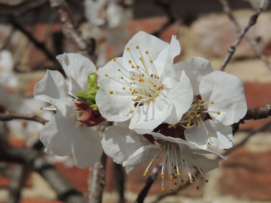 cherry, blossom, mount, vernon, wall, flower, japanese, garden HD wallpaper