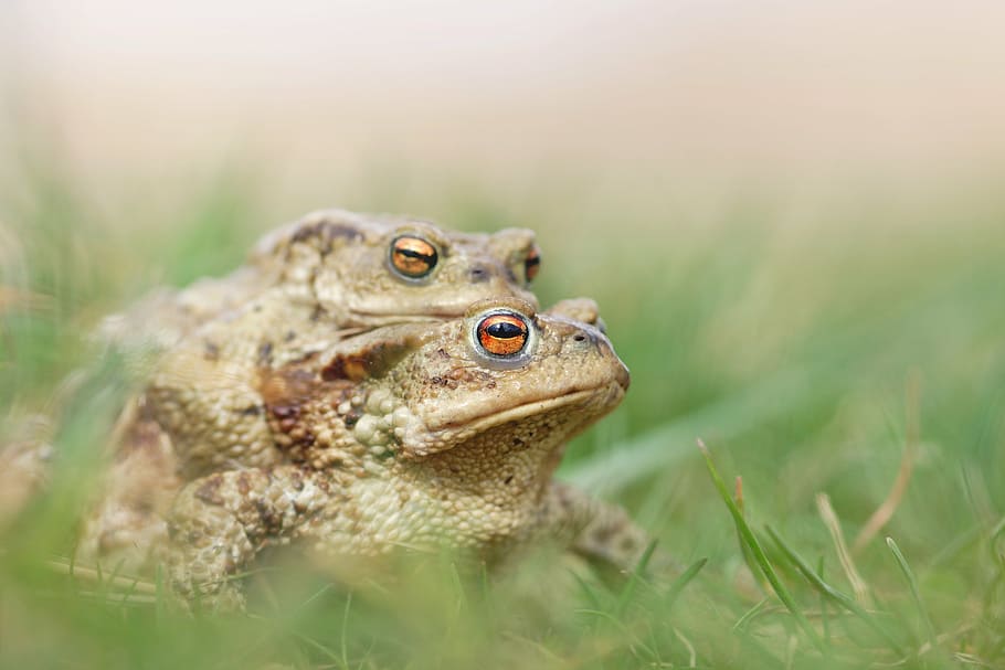 mating, frog, toad, nature, love, green, animals, detailed HD wallpaper