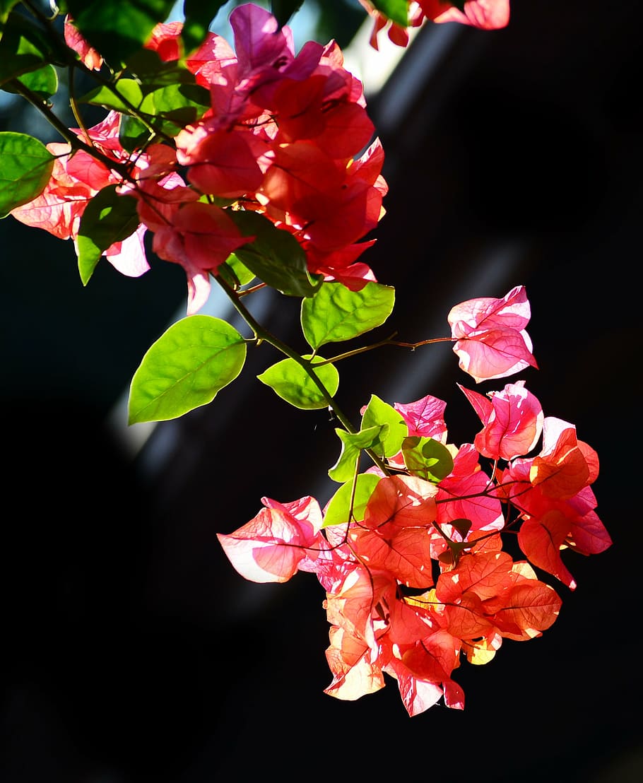bougainvillea, flowers, blossoms, nature, garden, morning, sri lanka, HD wallpaper