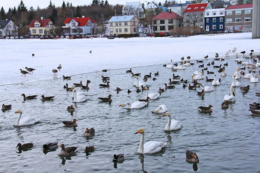 pond, lake, swans, ducks, geese, cold, ice, winter, beautiful
