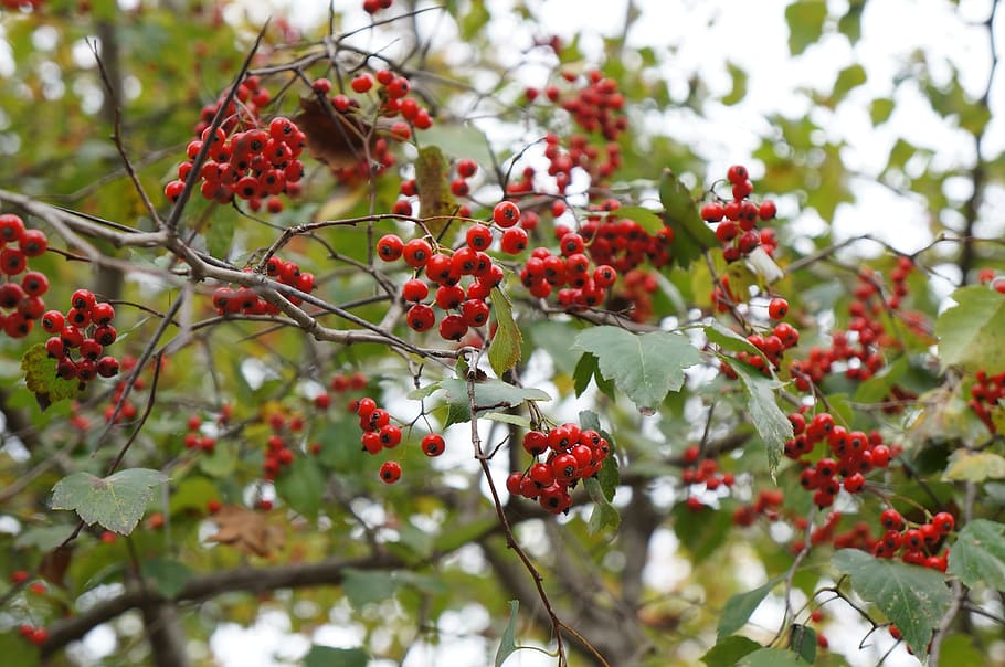 fruit, red berries, fresh medium, republic of korea, nature HD wallpaper