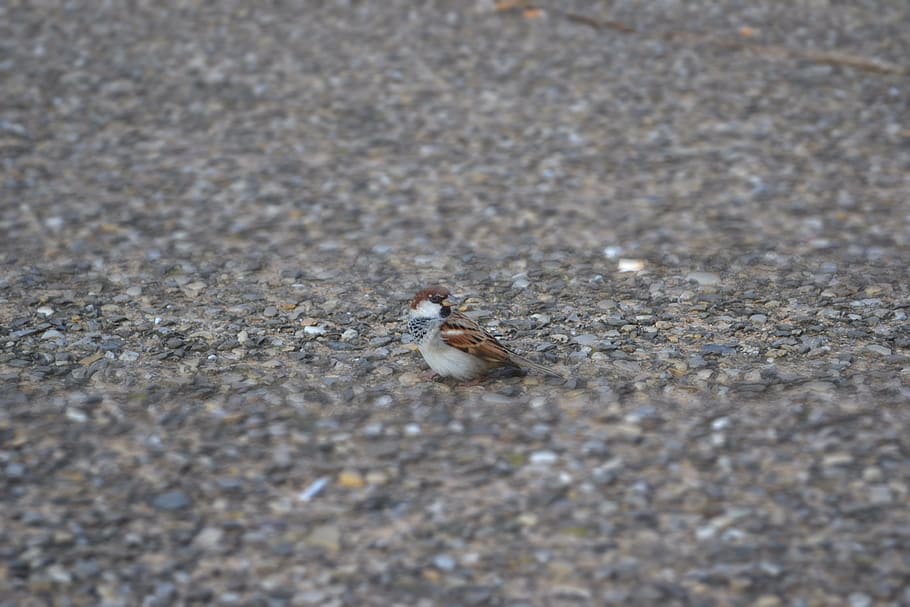 sparrow, bird, piazza, volatile, animal themes, one animal HD wallpaper