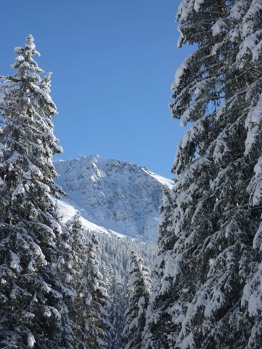 Firs, Nature, Forest, Snowy, Winter, winter magic, snow magic HD wallpaper
