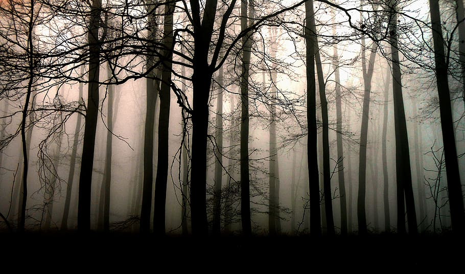 silhouette of trees with rays of sun, forest, dark, fog, plant HD wallpaper