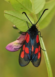 beetle, insect, insect macro, burnet, nature, close, fauna HD wallpaper