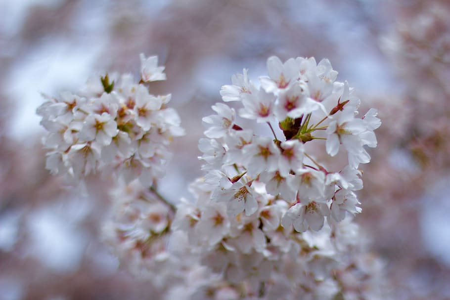 shallow focus photo of white flowers, blossom, cherry, flowering plant HD wallpaper