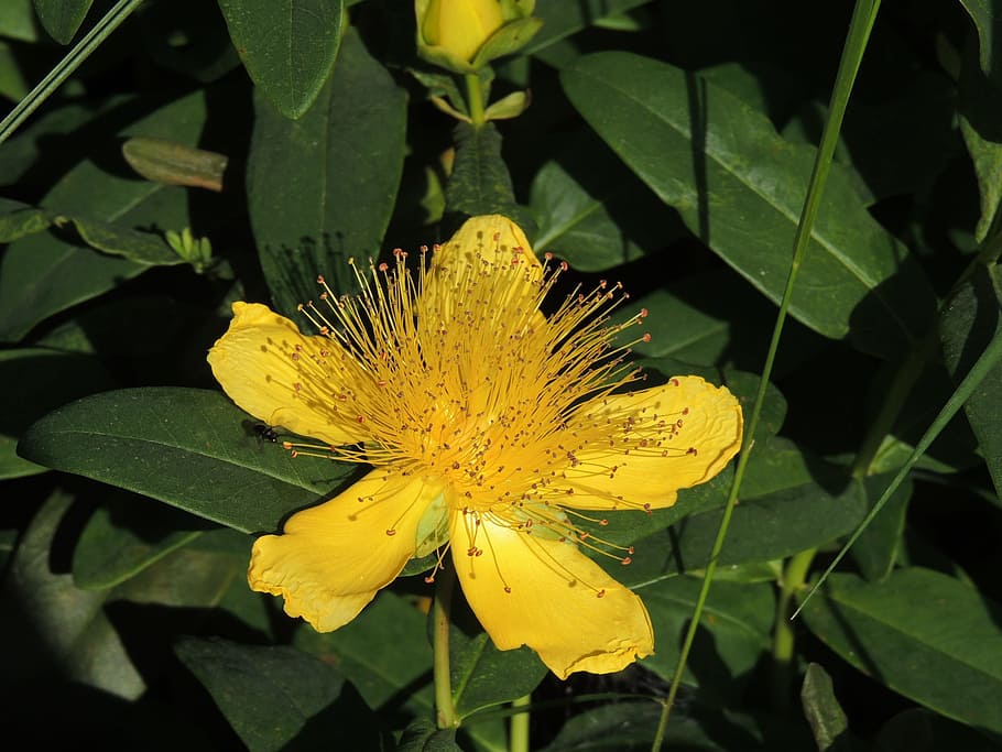 Flower, Petals, Stamen, Spring, Garden, yellow, plants, nature HD wallpaper