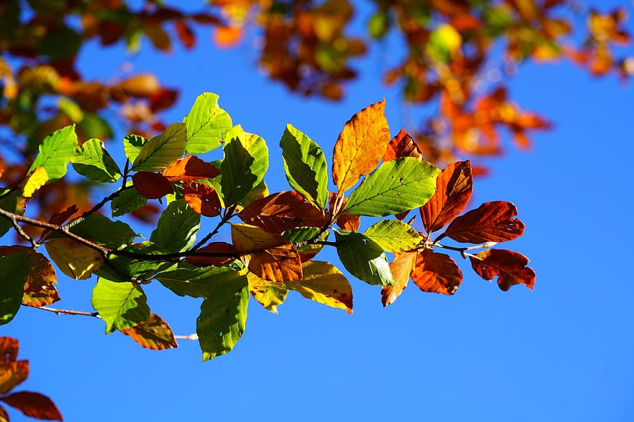 green and brown leaf tree, fall foliage, leaves, autumn, fall leaves, HD wallpaper