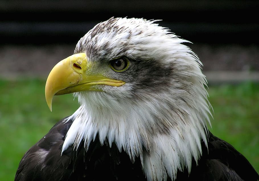 closeup photo of white and black eagle, bald eagle, adler, raptor