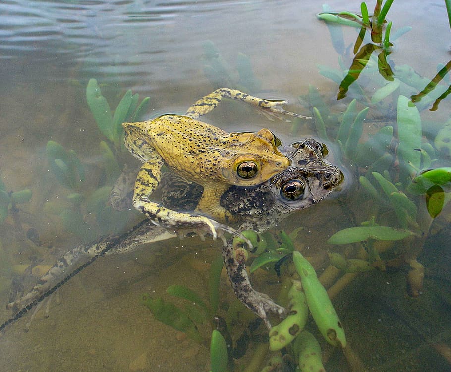 lemur, bufo, toad, crested, rican, puerto, frog, amphibians HD wallpaper